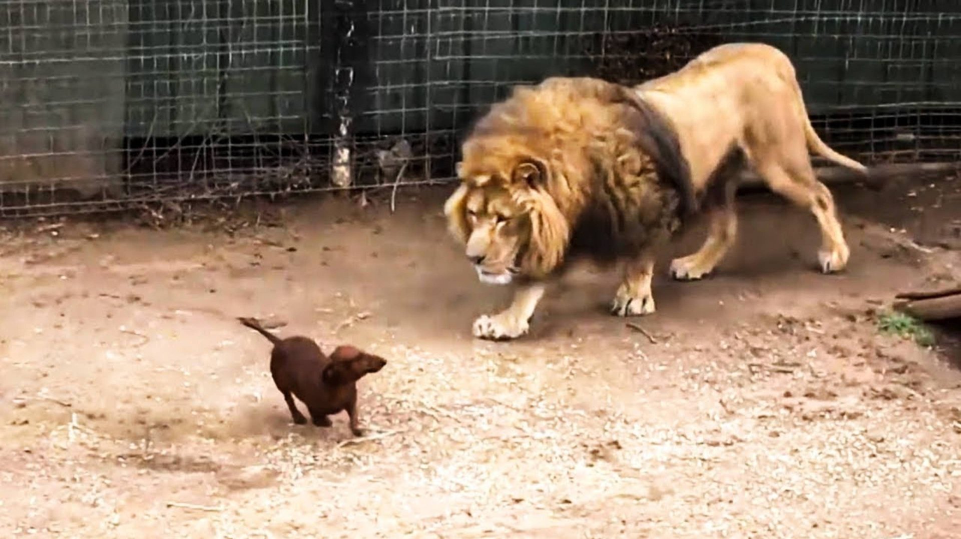 Когда Животные Связались Не с Тем Противником(1080P_HD) смотреть онлайн