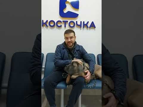 Кане-корсо Ульт смотреть онлайн