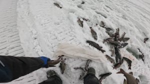 НАЛОВИЛ МЕШОК РЫБЫ ПОКА ВСЕ СПАЛИ | ТРОФЕЙНЫЙ ХАРИУС | ДЕНЬ 2 ЧАСТЬ 1