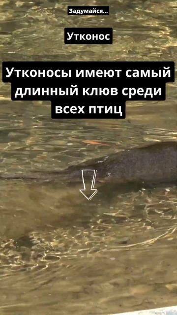 Утконос смотреть онлайн