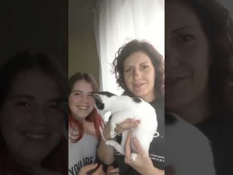 Кошка Лили. Падение с 8-го этажа смотреть онлайн