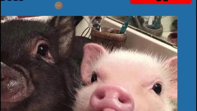 Какая свинка чёрная или розовая смотреть онлайн