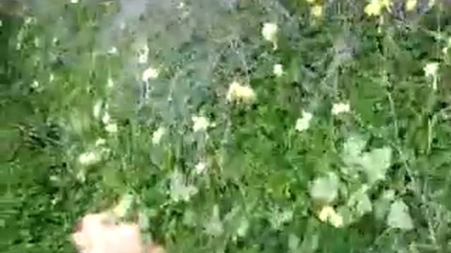 FLORES AMARILLAS 2 EN TORRENT, VALENCIA, ESPAÑA смотреть онлайн