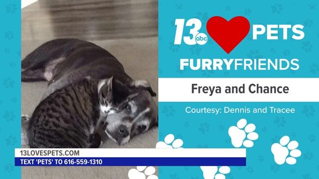 🐾 Furry Friends: May 7, 2024 | Freya & Chance and Henry 🐾 смотреть онлайн