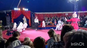 Цирк Шапито в Димитровграде