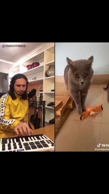 Кот поёт.😄 #приколы #животные #приколысживотными #музыка смотреть онлайн