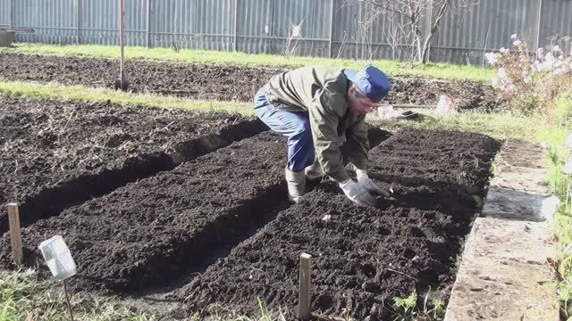 Осень в Орле дождливая но тёплая/ Успел всё таки посадить лук и чеснок. смотреть онлайн