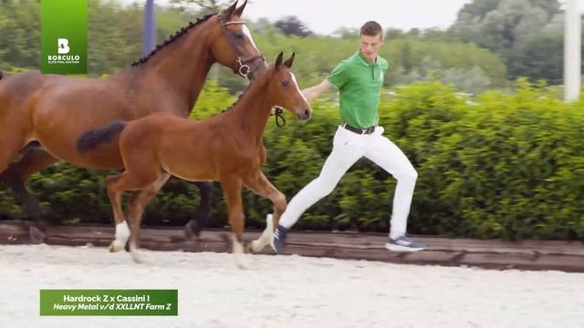 2021 Elite Auction | Heavy Metal V/d XXLLNT Farm Z (Hard Rock X Cassini)