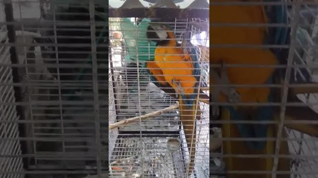 Ара говорит смотреть онлайн