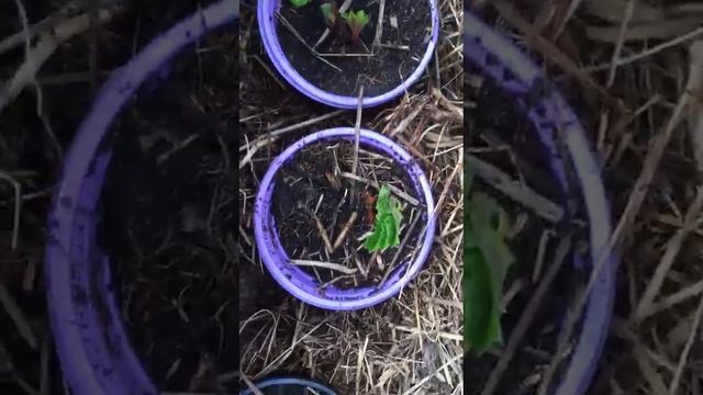 Как могут мои зрители // Видео отзыв моих подписчиков часть - 1 // Ягодная Империя Анастасии смотреть онлайн