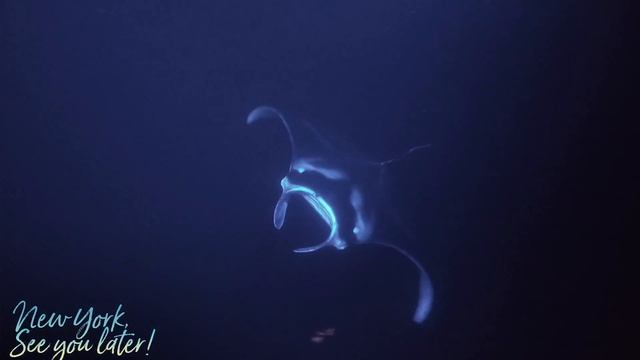Manta Ray Night Snorkel—NY See You Later! #27 смотреть онлайн