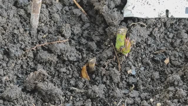 РЕЗУЛЬТАТЫ применения ЯНТАРНОЙ КИСЛОТЫ на РОЗАХ. ДЕЙСТВУЕТ или НЕТ?#розы #янтарнаякислота #результат смотреть онлайн