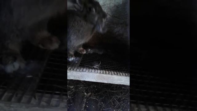 Первокролка готовится к окролу-продолжение