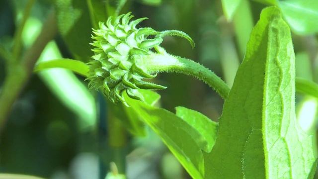 Les ÉCHINACÉES, des VIVACES FACILES à CULTIVER - Conseils de culture et d'entretien смотреть онлайн