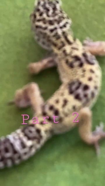 Facts! #leopardgeckos #geckos #reptiles #facts смотреть онлайн