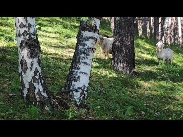 Моя жизнь в Сибири. Природа Сибири. Гуляю с козами. смотреть онлайн