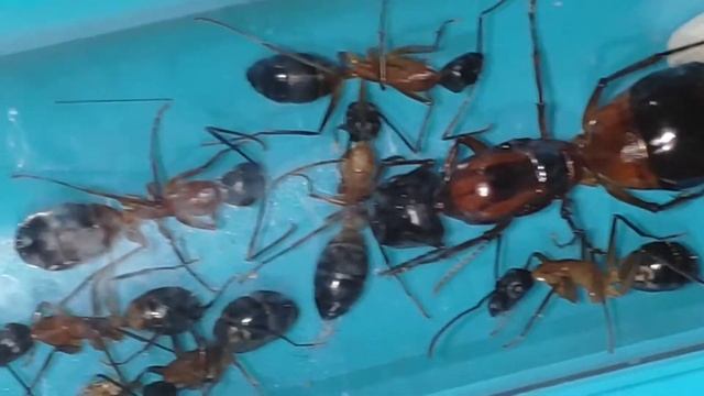 Camponotus consobrinus смотреть онлайн