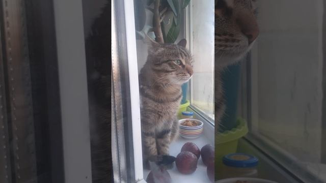 20250407_183610 смотреть онлайн