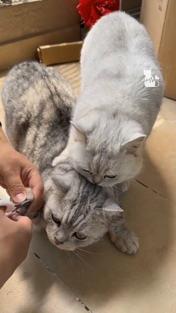 Предатель смотреть онлайн