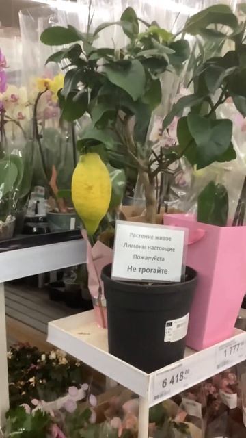 Лимон в Леруа Мерлен! #shorts #shorts #лимон #леруамерлен