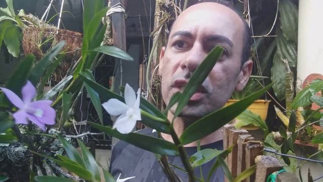 DRYMERANDRA ALBA EMARGINATA E TIPO DIFERENÇAS DAS COMADRES ORQUÍDEAS смотреть онлайн