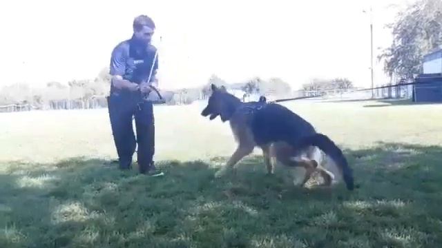 Хаммер, 11 месяцев. Тренировка по защите. смотреть онлайн