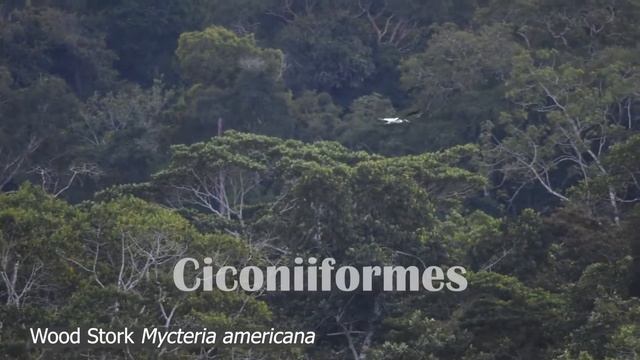 Birds of the Amazon Rainforest and How to Find Them смотреть онлайн