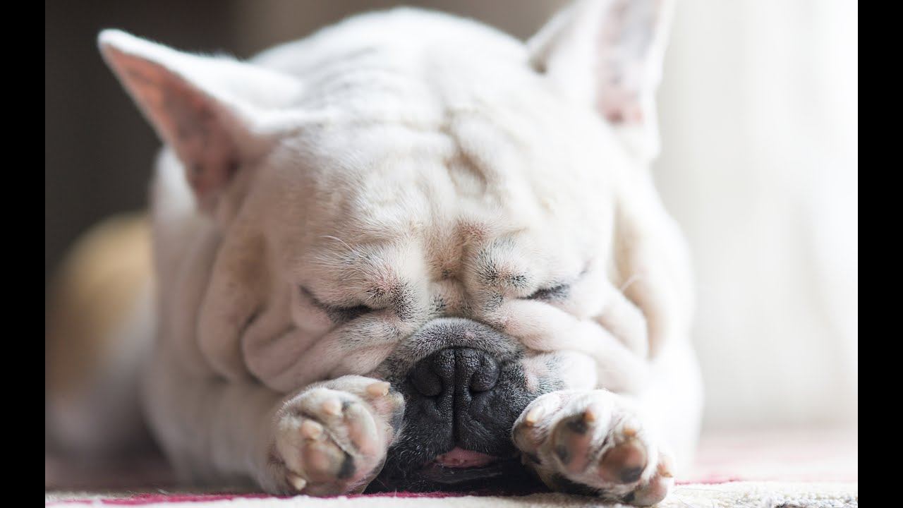 Почему собака или кошка храпит? смотреть онлайн