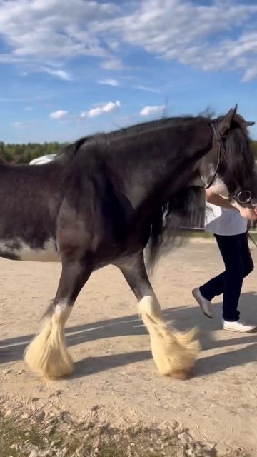 Шотландский тяжеловоз клайдсдейл по имени Зак смотреть онлайн