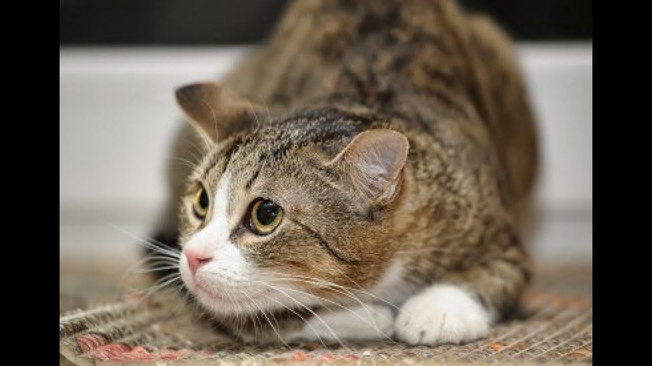 Стресс у кошек: почему бывает и как с ним справиться? смотреть онлайн