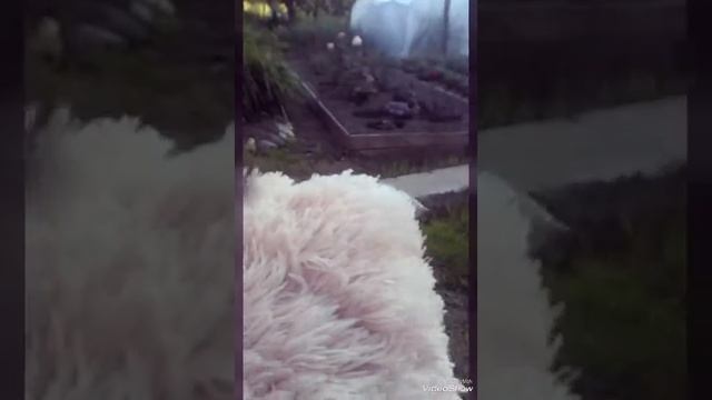 КОТЁНОК "СИМА" ГУЛЯЕМ смотреть онлайн