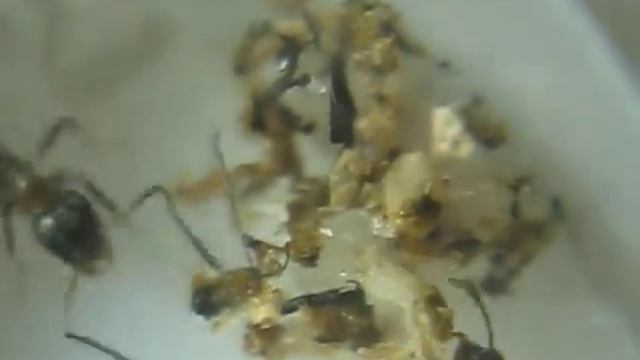 Tissage cocon Lasius Emarginatus ( http://fourmis404.over-blog.com/ ) смотреть онлайн