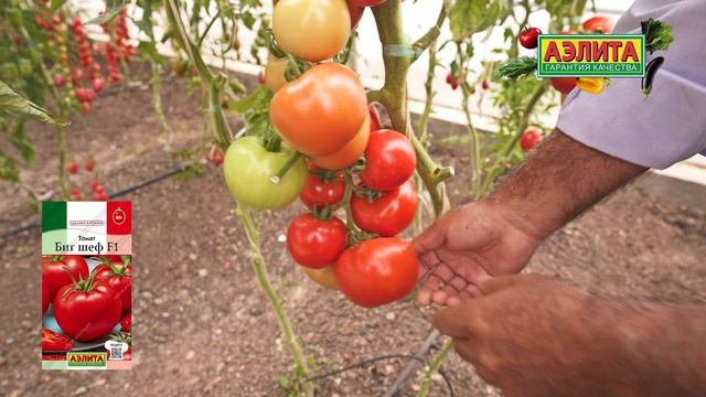 Этот томат для хранения и транспортировки! БИГ ШЕФ F1 смотреть онлайн