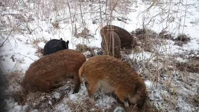 Дикие кабаны смотреть онлайн