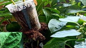 Рассада перца- проблема при выращивании. Устраняем оэдему на листьях рассады перца.