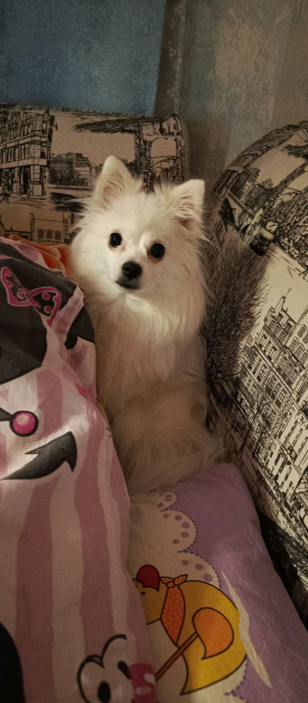 🐼🎡🍕💗фан 222 и дабл бабл💗