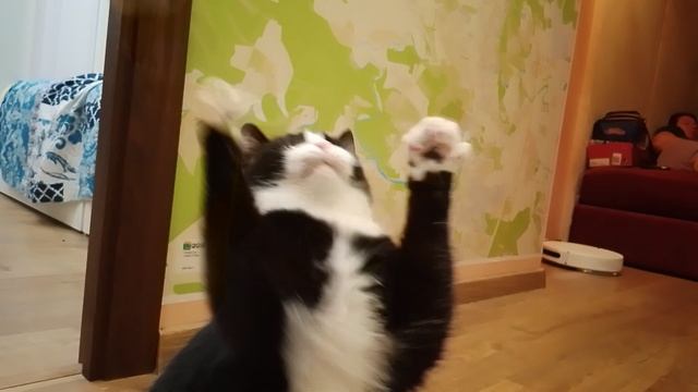 кот Сенька😺⚽ смотреть онлайн