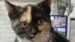 Спят усталые