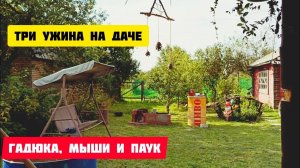 Нападение на дачу мышей,гадюки и паука.Три ужина на даче.