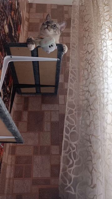 Каспер смотреть онлайн