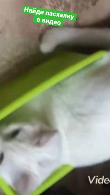Милый кот??? #shorts #cat #кот #котёнок #милашка смотреть онлайн