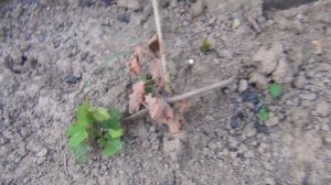 СЛОМАЛСЯ и НЕ  ВЫЗРЕЛ САЖЕНЕЦ? ТРИ ПУТИ СПАСЕНИЯ