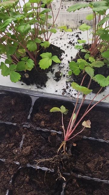 Пикирую землянику🍓 смотреть онлайн