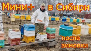 Нуклеусы МИНИ+ в СИБИРИ после зимовки!  СТИМУЛЯЦИЯ семей, первая пыльца!