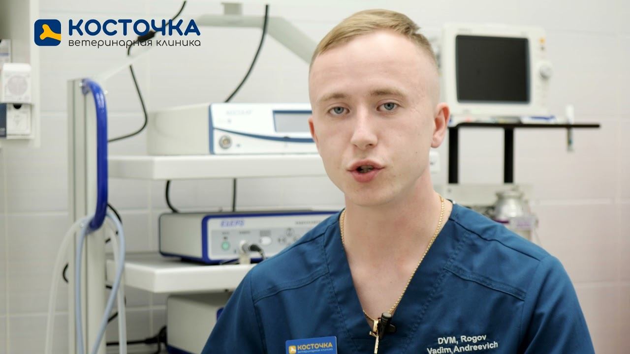 Лапароскопическая кастрация самок смотреть онлайн