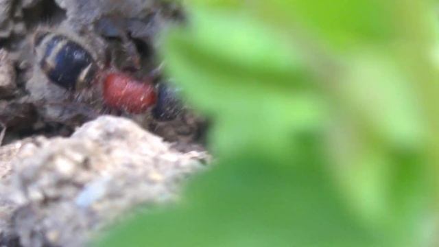 Tropidotilla litoralis, the ant wasp смотреть онлайн