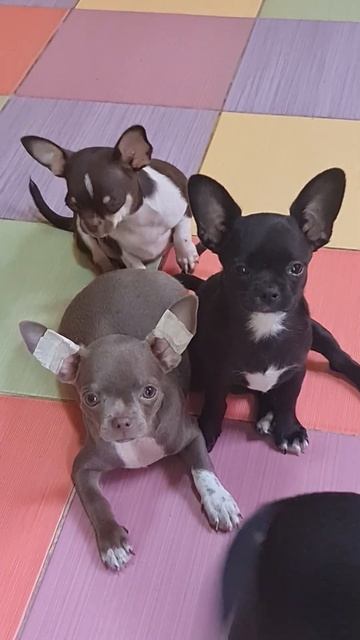 ясли питомник чихуахуа и той-пудель Кастропуло Крым купить щенка +79787458062 смотреть онлайн