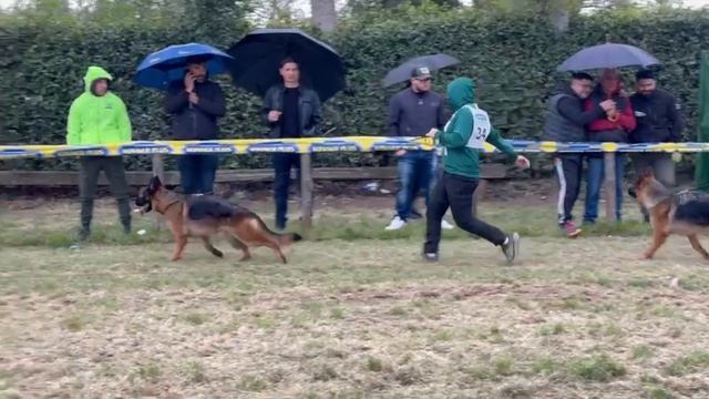 РАБОЧИЕ СУКИ 2, суд. Beggiato Stefano | моно немецких овчарок Неаполь 06/04/2025