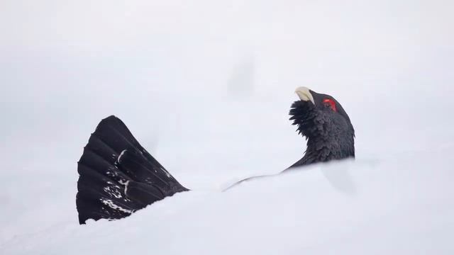 Capercaillie смотреть онлайн