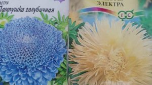 Обзор рассады астр, петуний, лобелий, дельфиниума. Кого стратифицируем?)